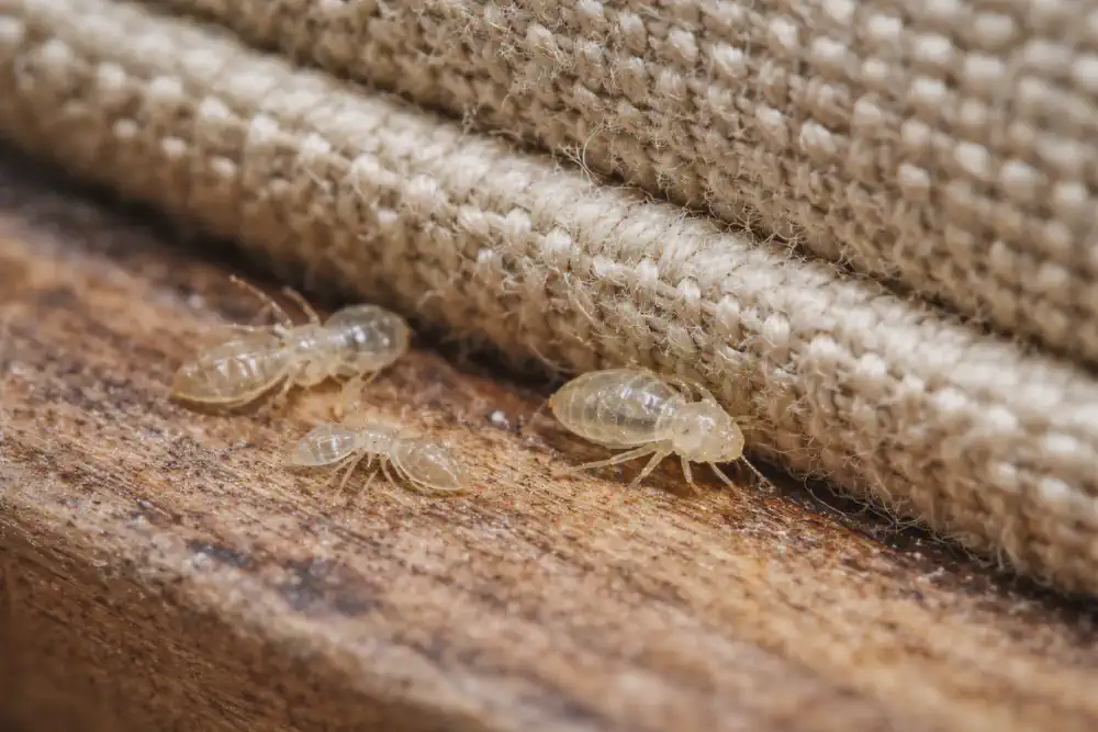 Translucent bed bug nymph tucked along a couch seam near shed skins