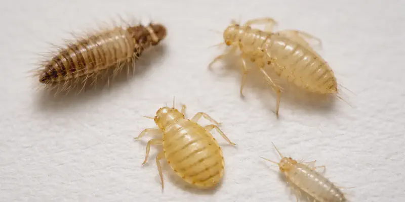 Comparison of bed bug shells vs other insect shells
