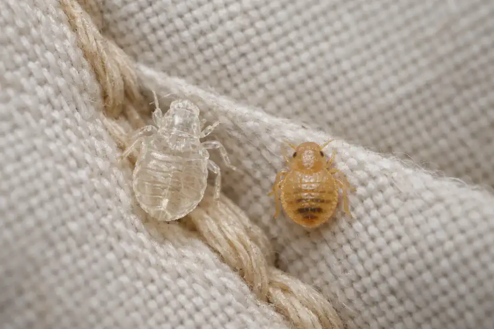 Tiny translucent bed bug nymph shed skin caught in a fabric crease