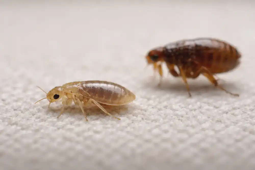 Macro view highlighting flat bed bug nymph body versus laterally flattened flea