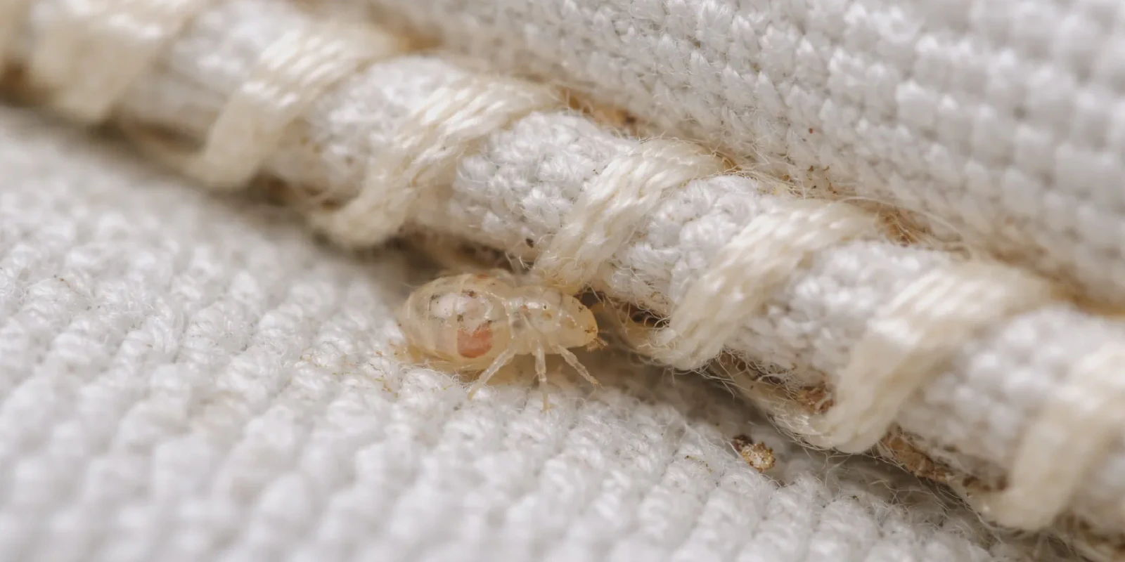 Common hiding places of baby bed bugs near beds and furniture seams