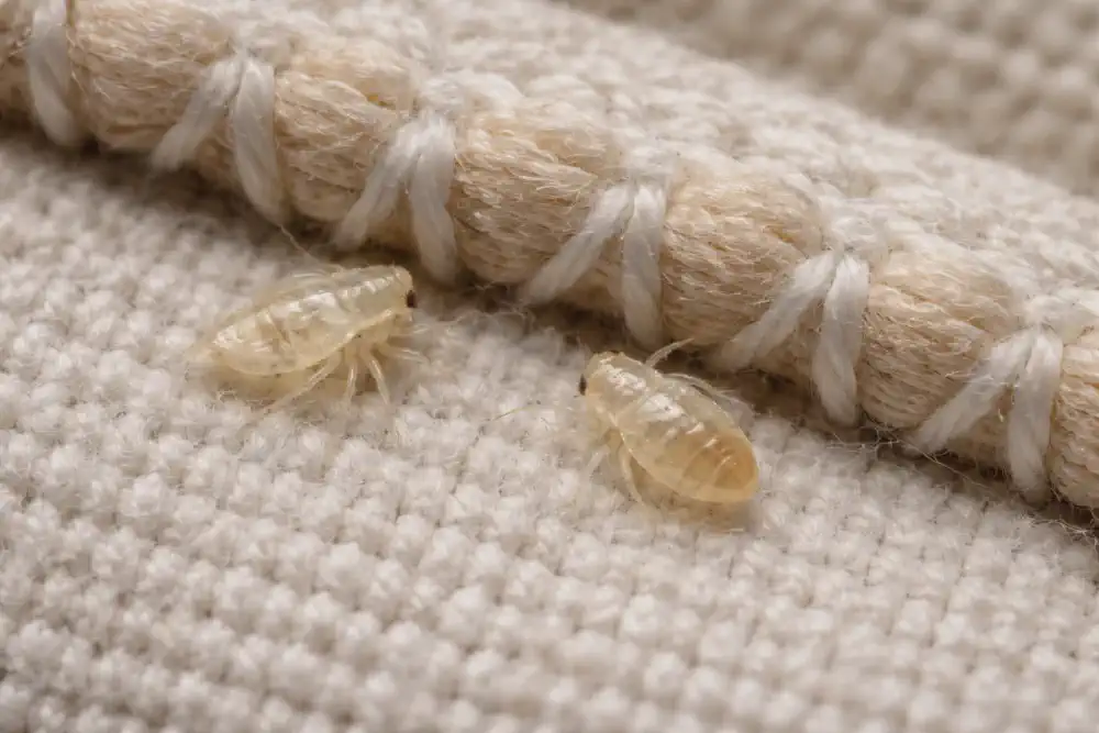 Tiny translucent bed bug nymph on a mattress seam near a shed skin