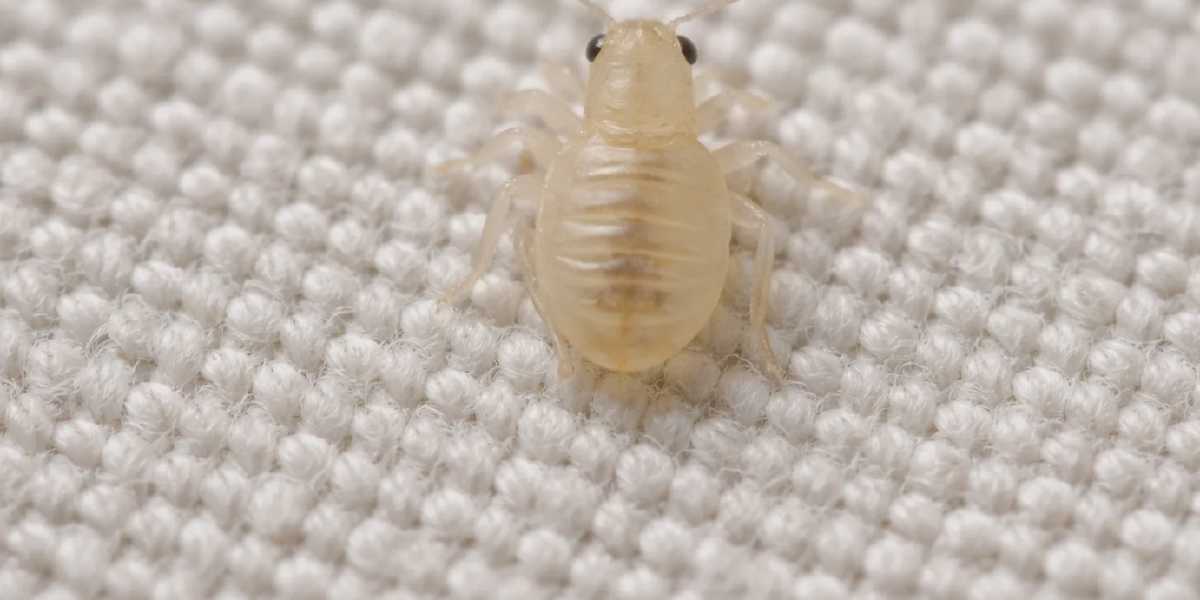 Can You See Baby Bed Bugs? Expert Answer + Free AI Analysis