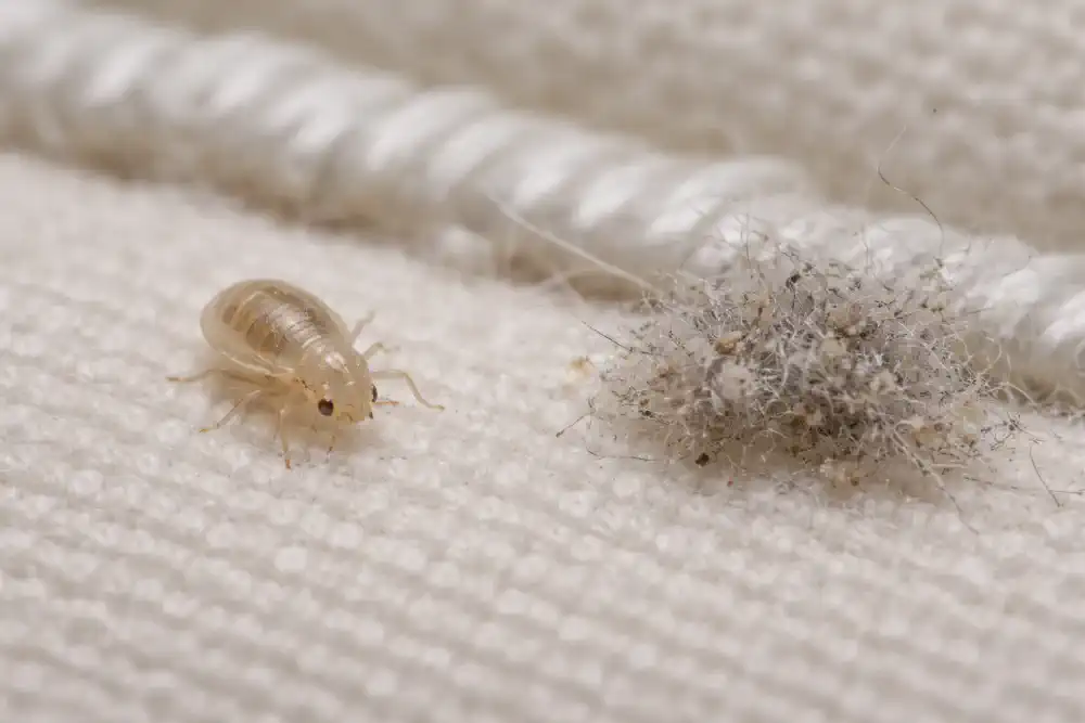 Tiny translucent bed bug nymph beside lint on a mattress seam for scale