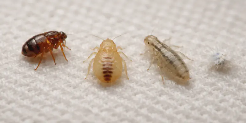 Common insects mistaken for baby bed bugs