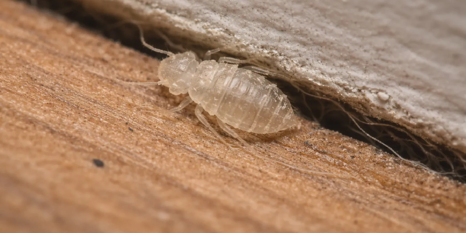 bed bug shells found inside a home near baseboards and furniture