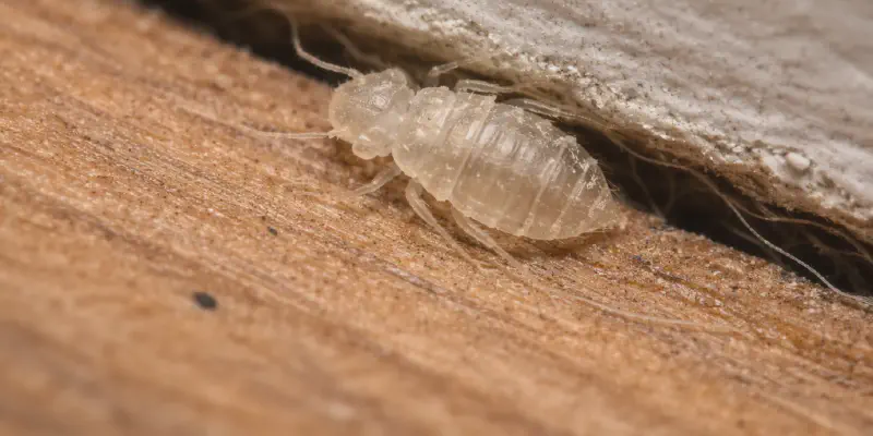 bed bug shells found inside a home near baseboards and furniture
