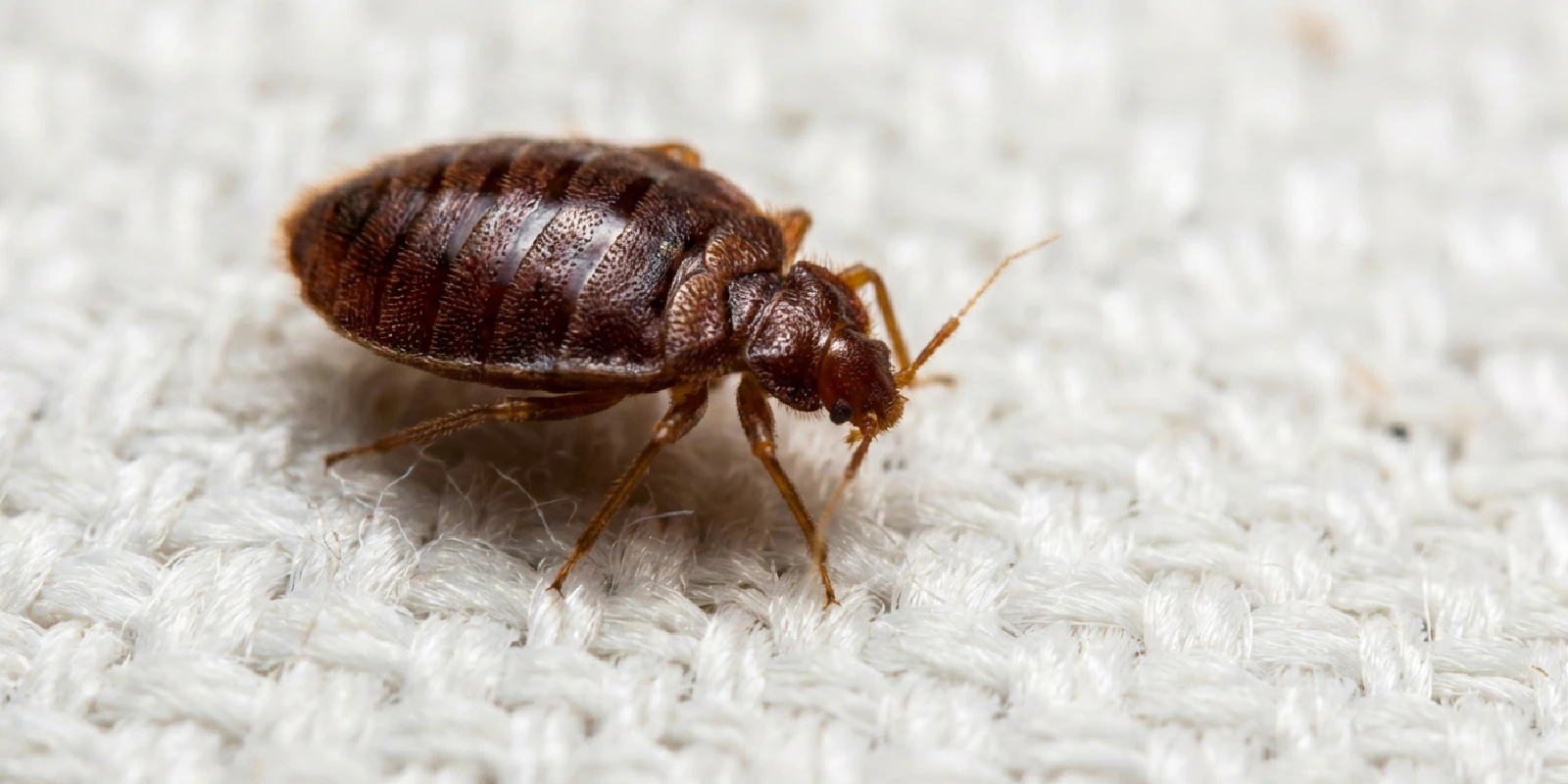 Close-up of reddish-brown adult bed bug on a light-colored mattress surface