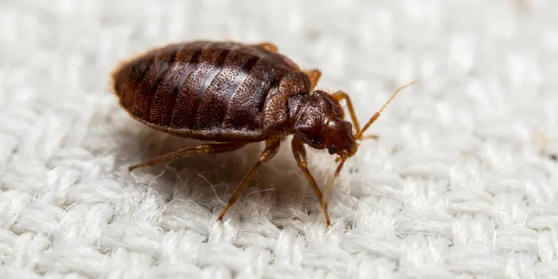 Close-up of reddish-brown adult bed bug on a light-colored mattress surface