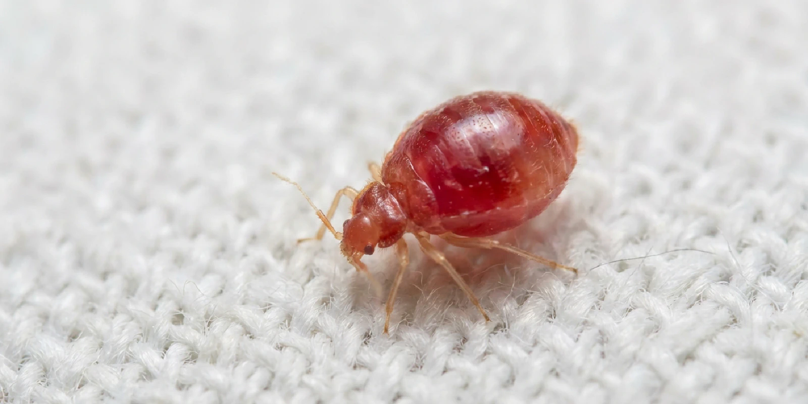 First-instar bed bug nymph engorged with blood appearing bright red on white fabric