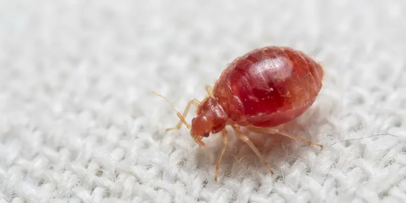 First-instar bed bug nymph engorged with blood appearing bright red on white fabric