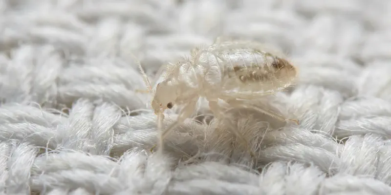 First-instar bed bug nymph showing nearly transparent pale white body on mattress fabric