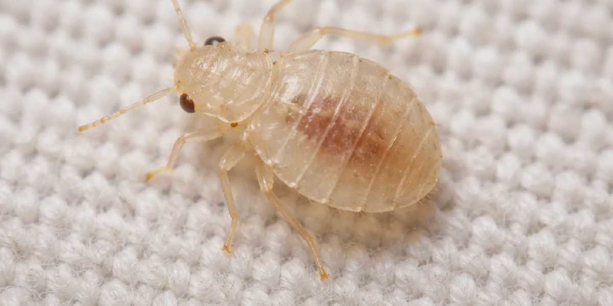 Baby Bed Bug Stages (Instars): How Nymphs Change as They Grow