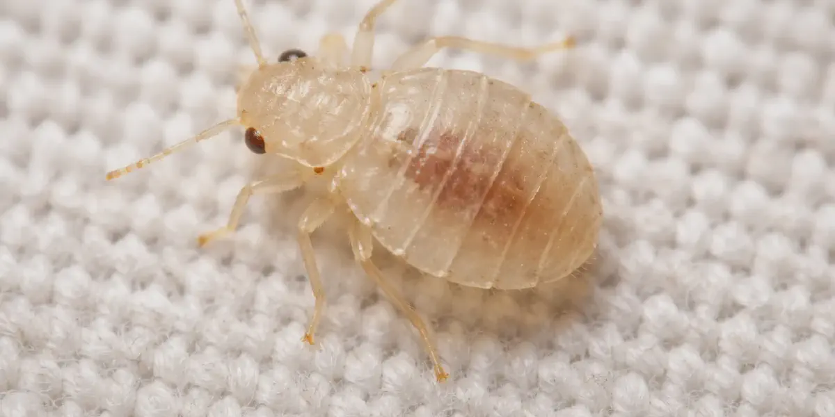 Baby Bed Bug Stages (Instars): All 5 Nymph Phases Explained | Bed Bug Kit