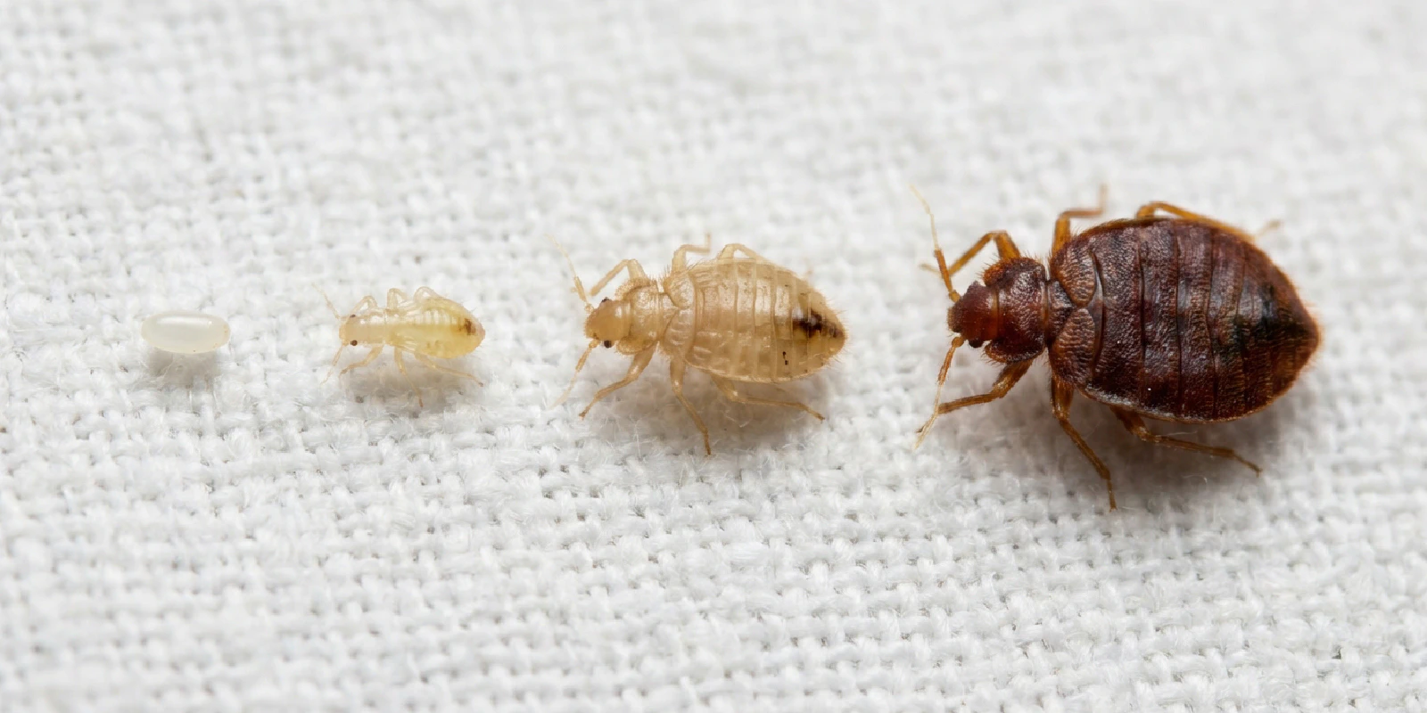 Progression of bed bug color stages from pearly white egg to reddish-brown adult on white fabric