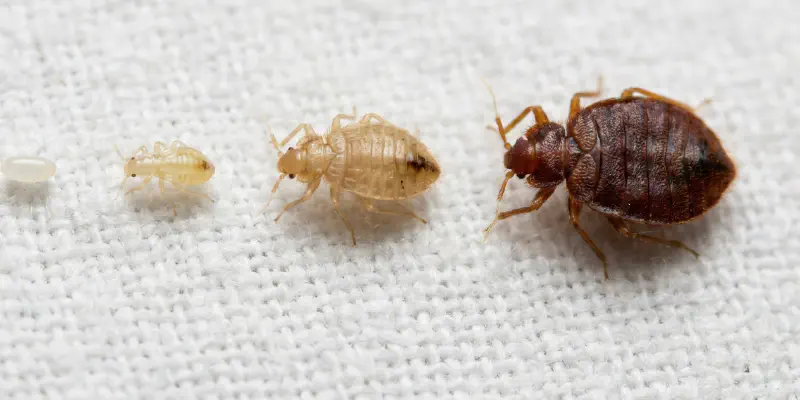 Progression of bed bug color stages from pearly white egg to reddish-brown adult on white fabric