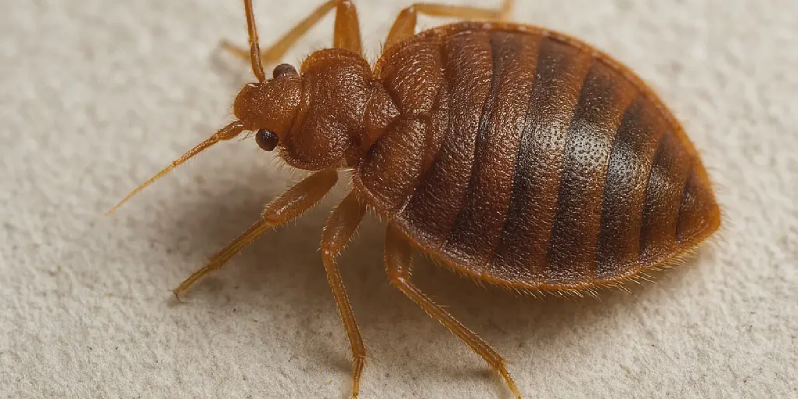 Close-up comparison photos showing bed bugs at different life stages on white bedding