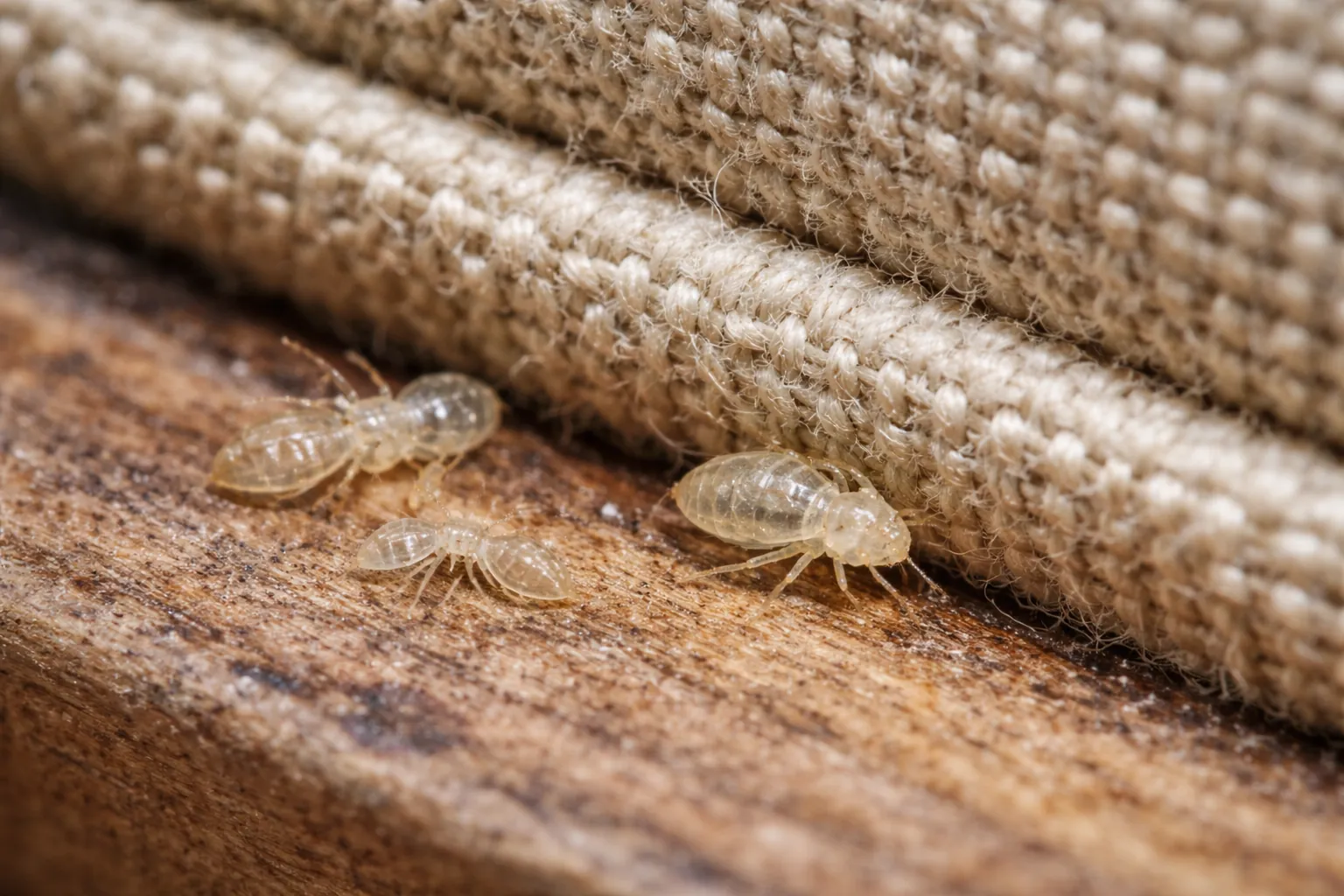 Translucent bed bug nymph tucked along a couch seam near shed skins