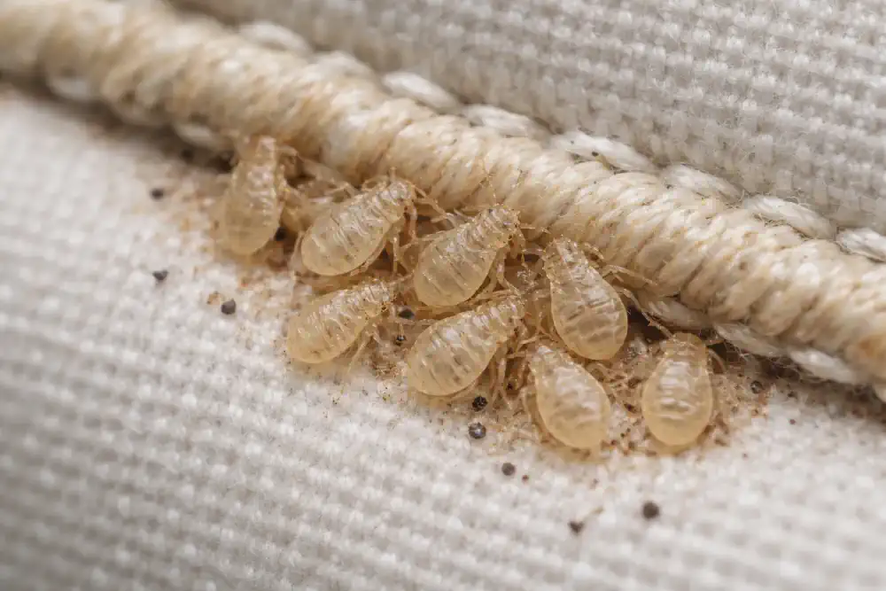 Cluster of translucent bed bug nymph shells near mattress corner stitching