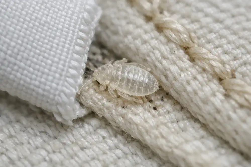 Tiny translucent bed bug nymph shell tucked near a mattress fabric tag