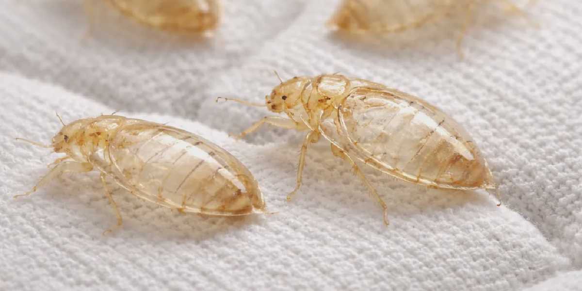 Bed Bug Shells: Is This a Sign of an Active Infestation?