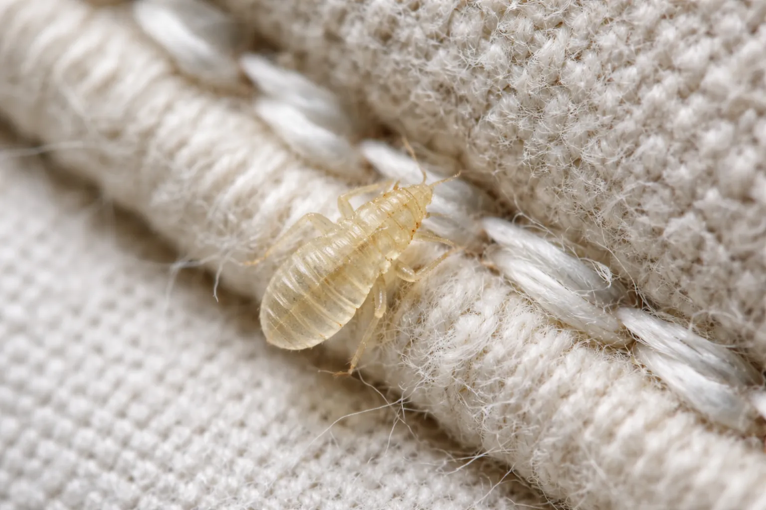 Translucent early-instar bed bug nymph shell on a mattress seam close-up