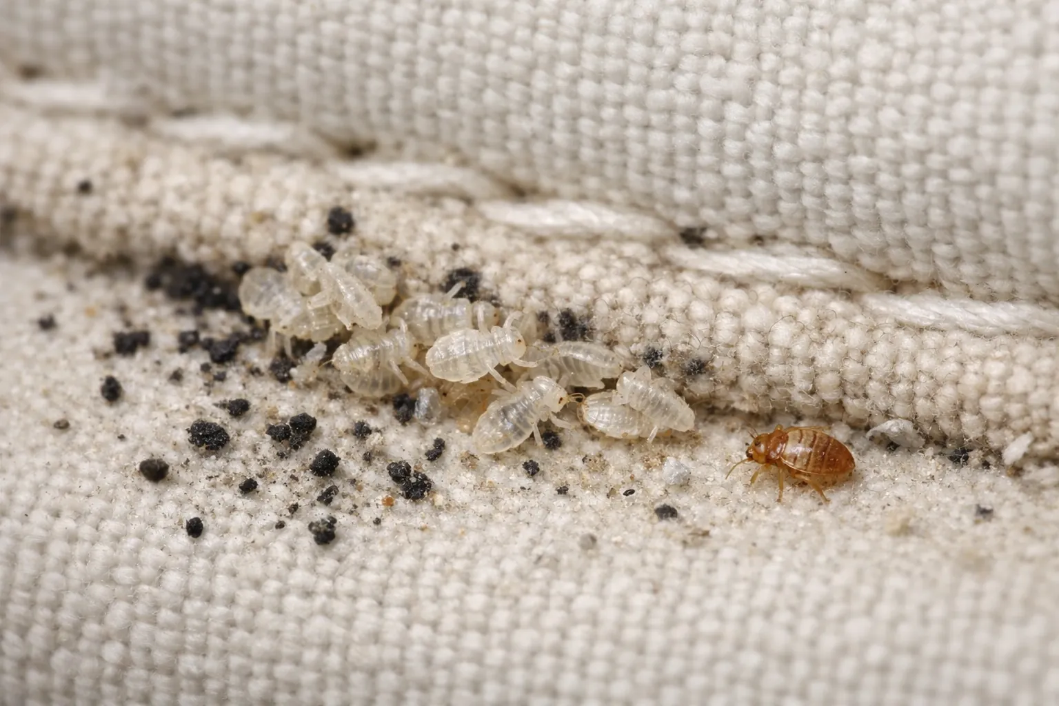 Bed bug nymph shed skins next to dark fecal spotting along a mattress seam