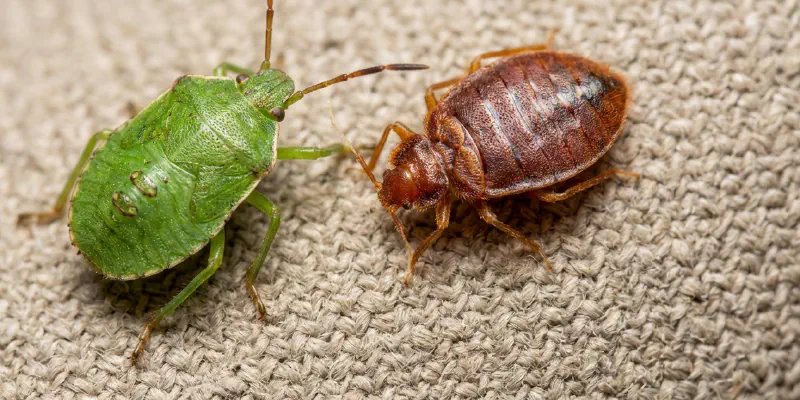 Green stink bug nymph next to illustration of reddish-brown bed bug to show color difference