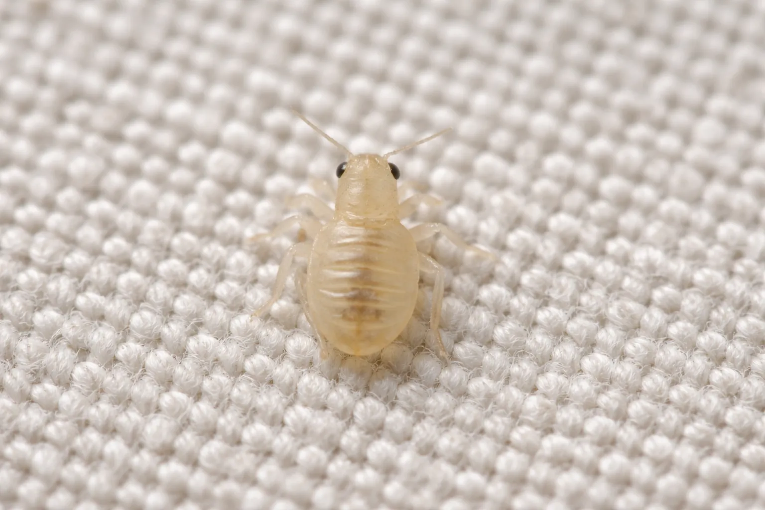 Baby bed bug nymph visible on fabric under bright light
