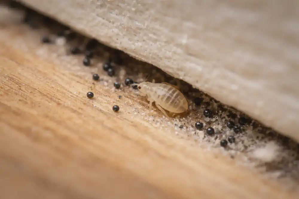 Tiny bed bug nymph near small dark fecal dots in a tight crack by a bed frame