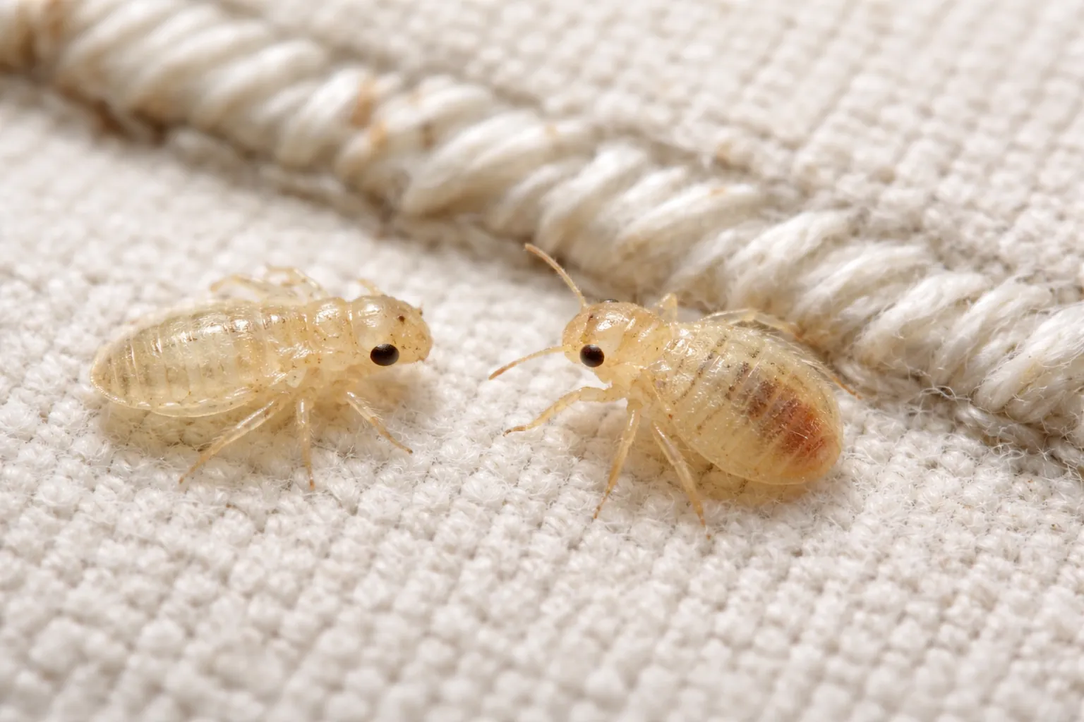 Translucent bed bug nymph shed skin beside a tiny live nymph on bedding fabric