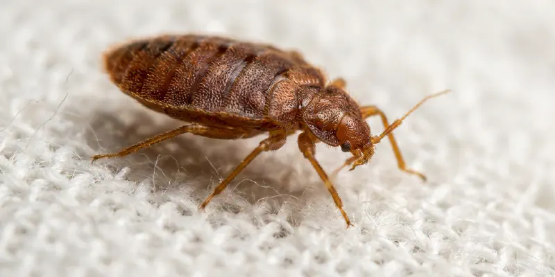 Adult bed bug showing reddish-brown color on white cotton bedding