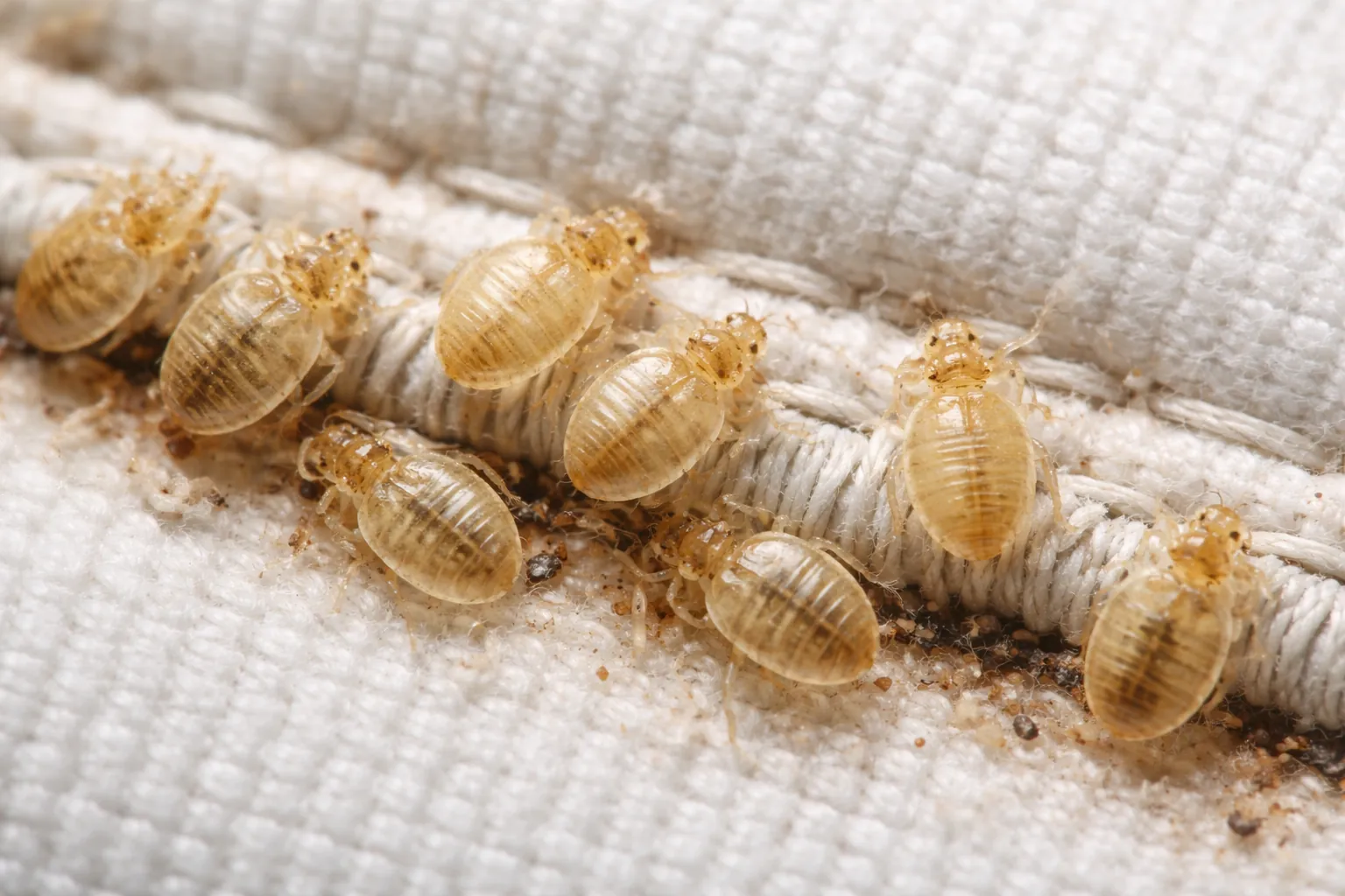 close-up of bed bug shells and molted skins on mattress seam